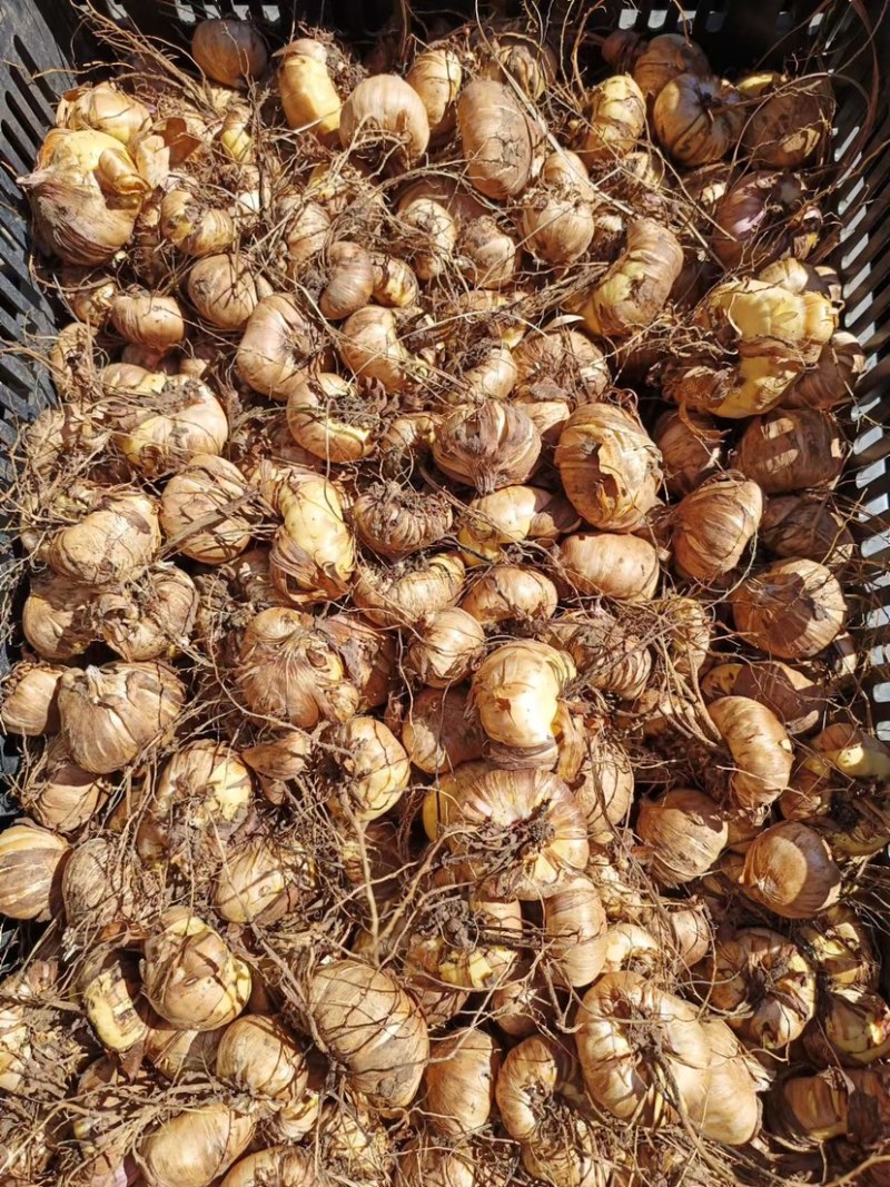 剑兰种球基地直发电商园林绿化种植，切花。量大从优