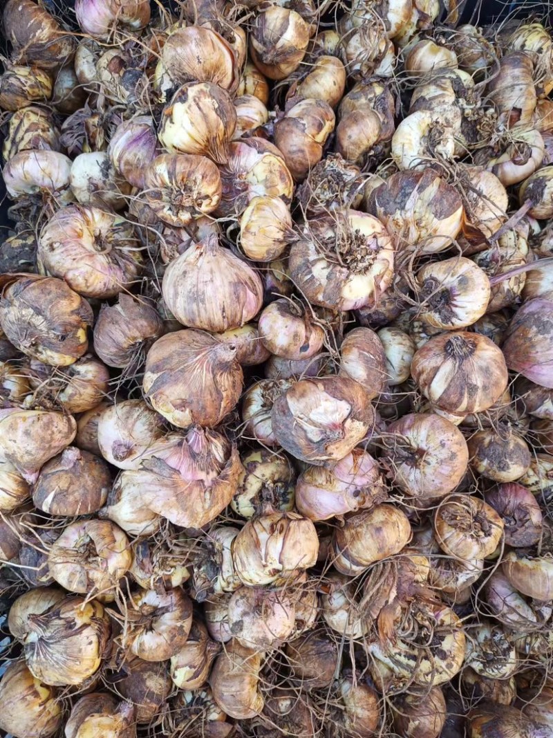 剑兰种球基地直发电商园林绿化种植，切花。量大从优