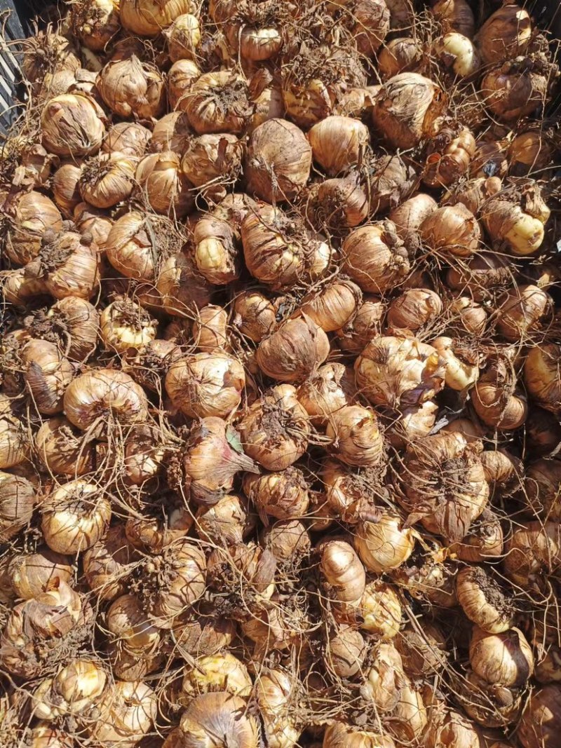 剑兰种球基地直发电商园林绿化种植，切花。量大从优