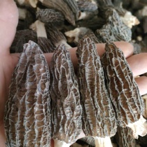 2025年新羊肚菌优质六妹，七妹羊肚菌江苏特产量大优惠。