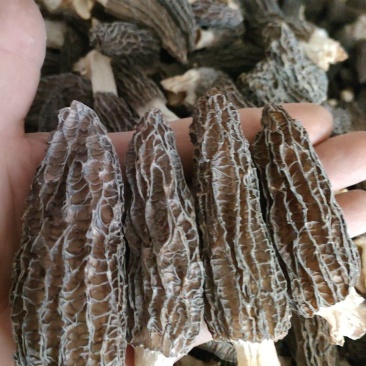 2025年新羊肚菌优质六妹，七妹羊肚菌江苏特产量大优惠。
