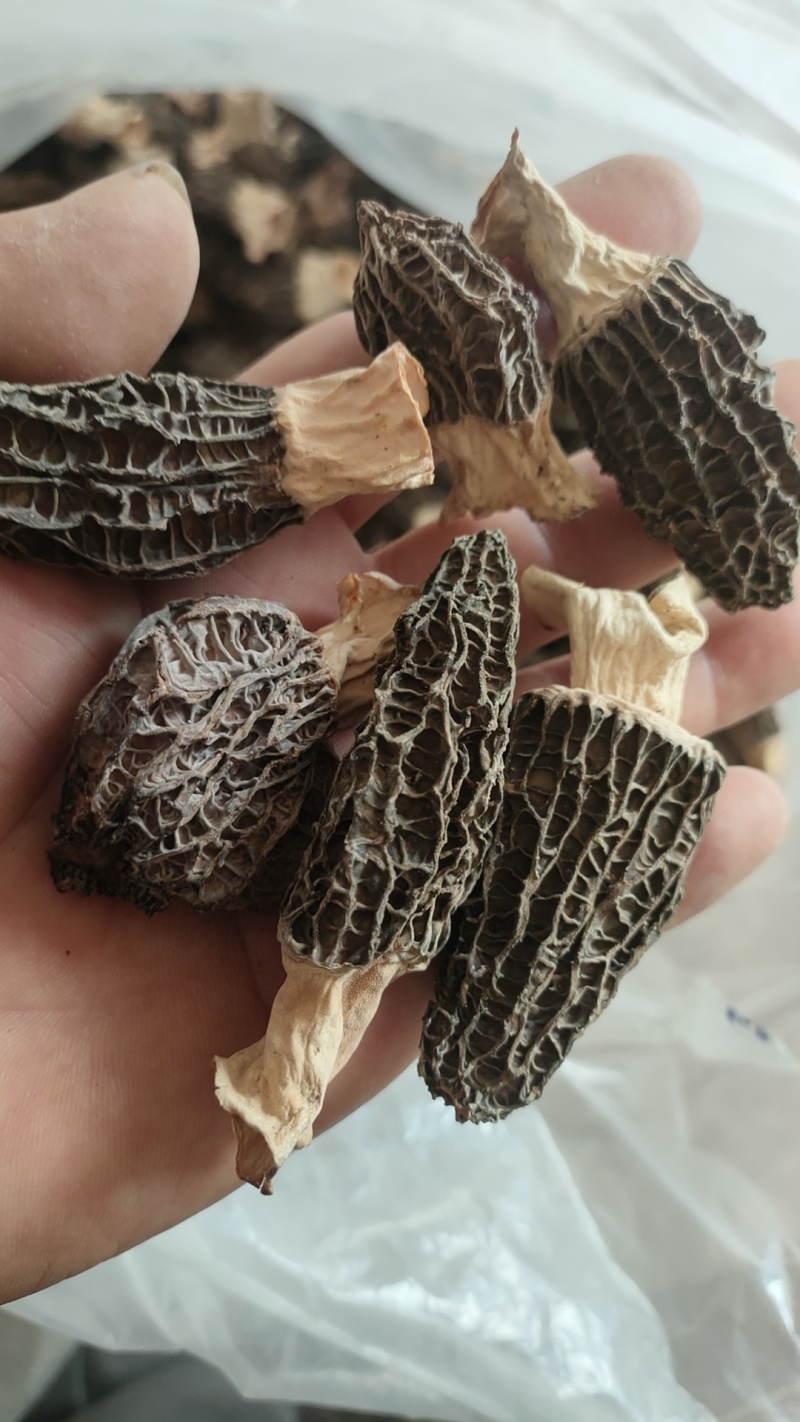 2025年新羊肚菌优质六妹，七妹羊肚菌江苏特产量大优惠。