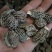 2025年新羊肚菌优质六妹，七妹羊肚菌江苏特产量大优惠。