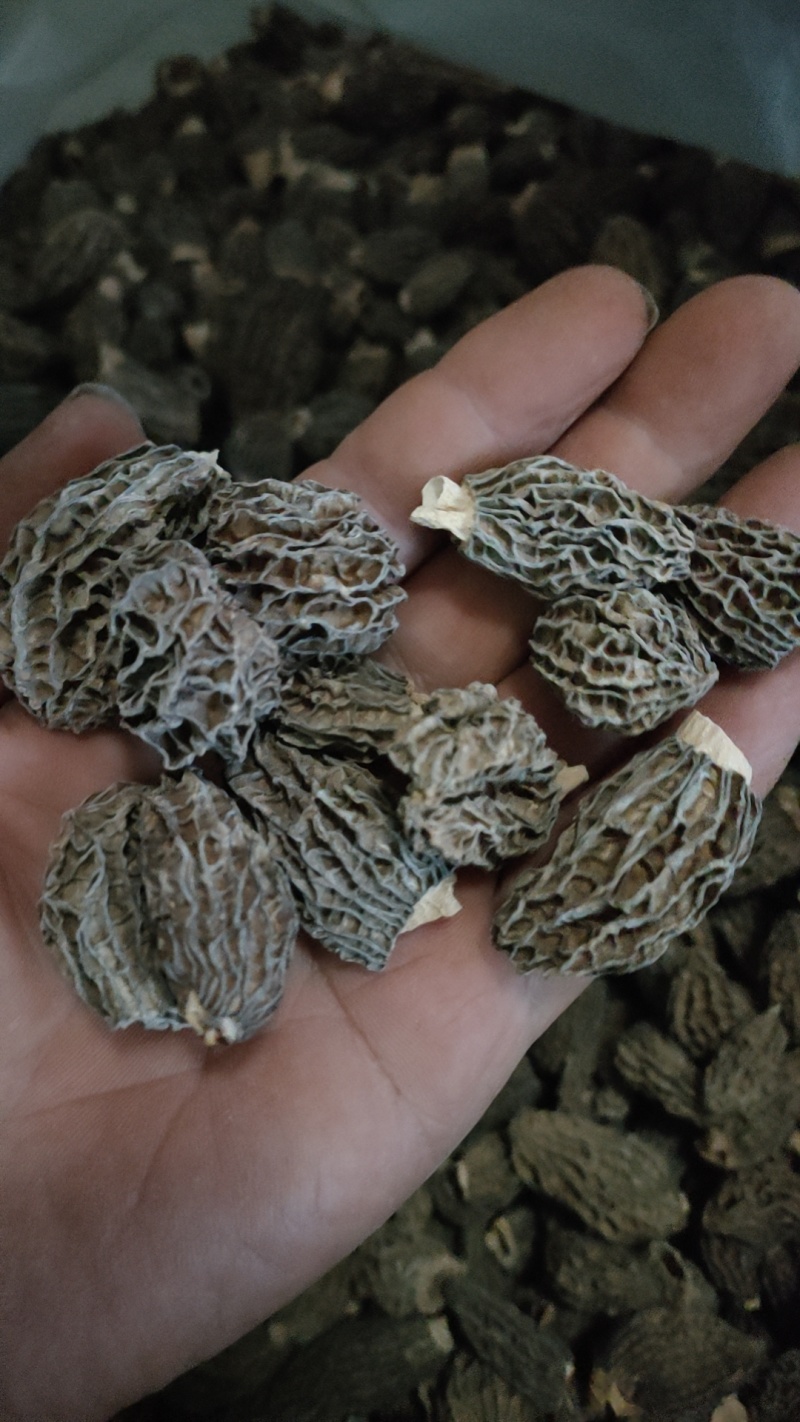 2025年新羊肚菌优质六妹，七妹羊肚菌江苏特产量大优惠。