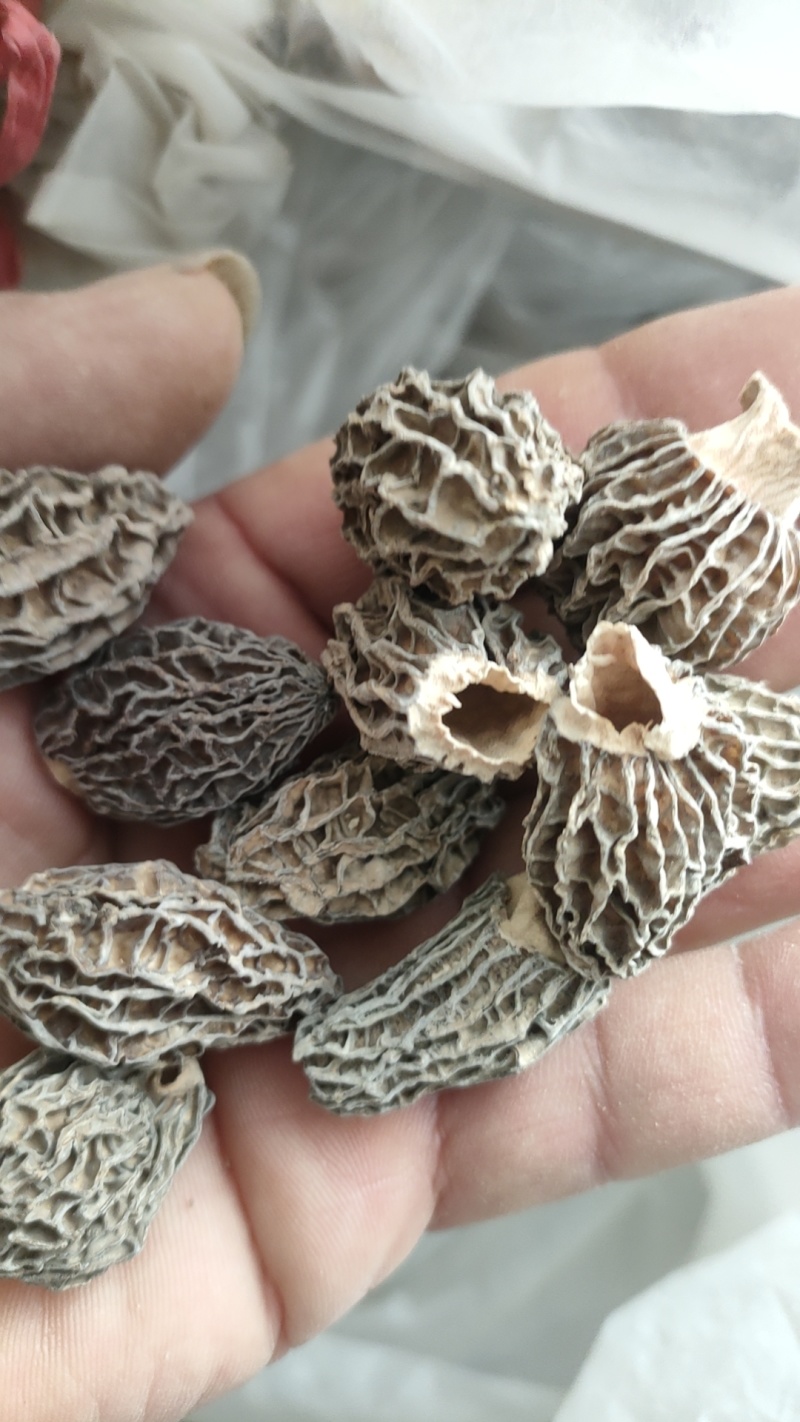 2025年新羊肚菌优质六妹，七妹羊肚菌江苏特产量大优惠。
