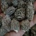 2025年新羊肚菌优质六妹，七妹羊肚菌江苏特产量大优惠。
