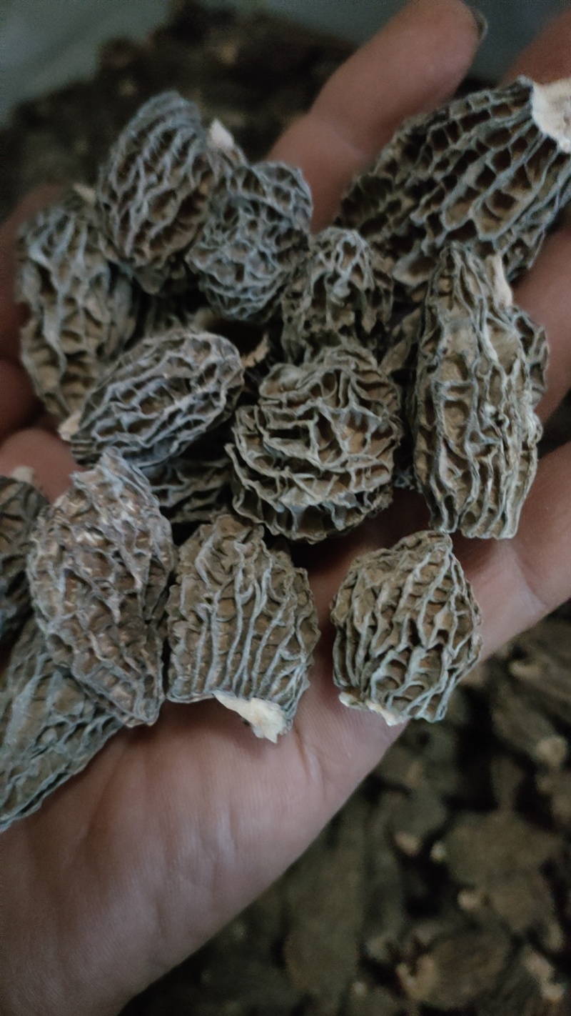 2025年新羊肚菌优质六妹，七妹羊肚菌江苏特产量大优惠。