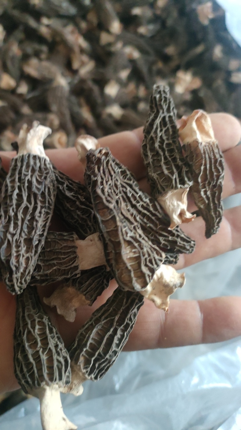 2025年新羊肚菌优质六妹，七妹羊肚菌江苏特产量大优惠。