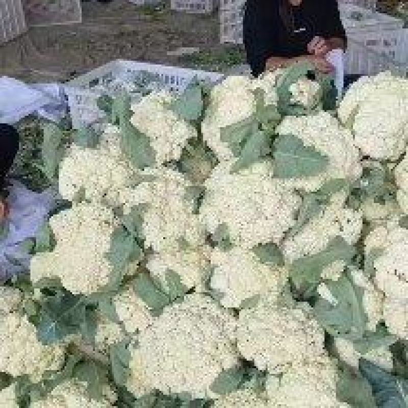 有机花菜