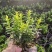 精品黄金卫矛。优质黄金卫矛自产自销