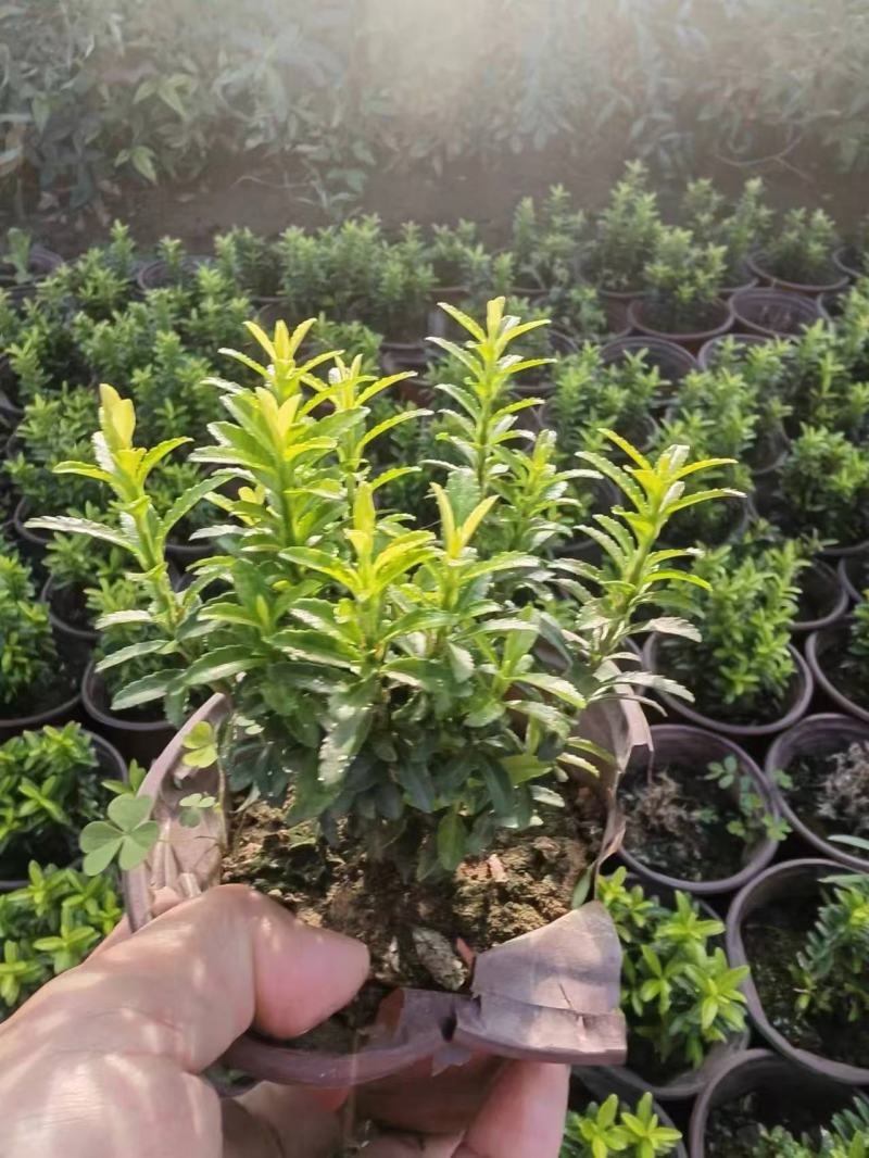 精品黄金卫矛。优质黄金卫矛自产自销