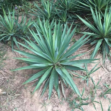 精品剑麻优质剑麻