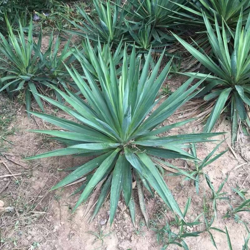精品剑麻优质剑麻