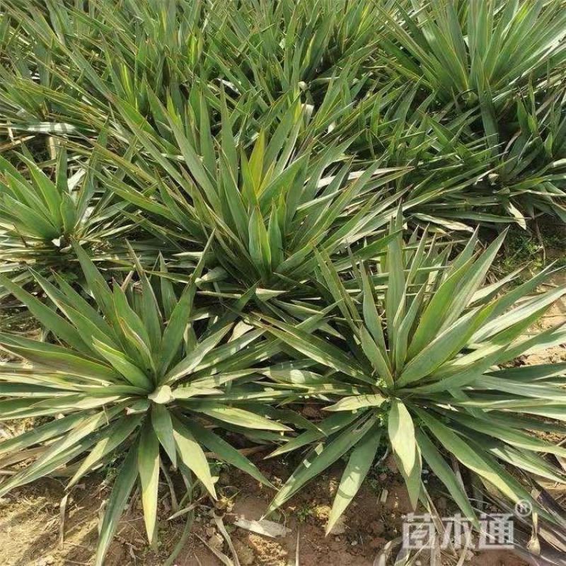 精品剑麻优质剑麻