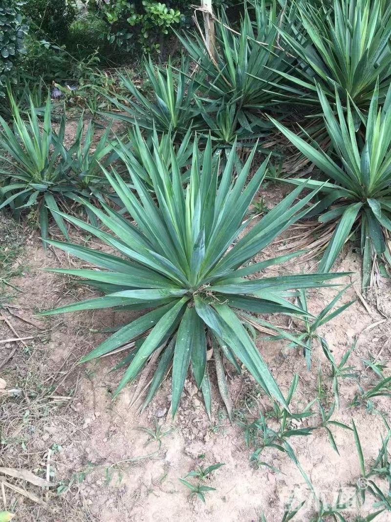 精品剑麻优质剑麻