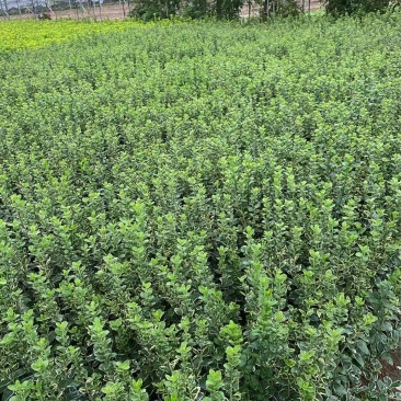 精品冬红卫矛。优质冬红卫矛
