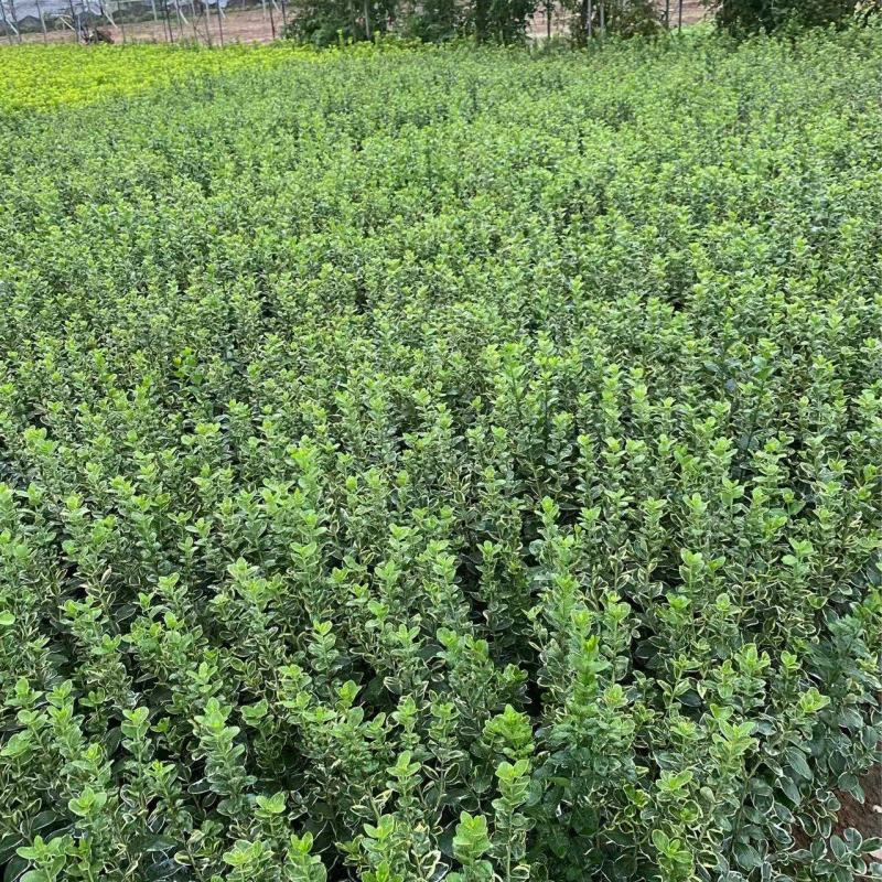 精品冬红卫矛。优质冬红卫矛