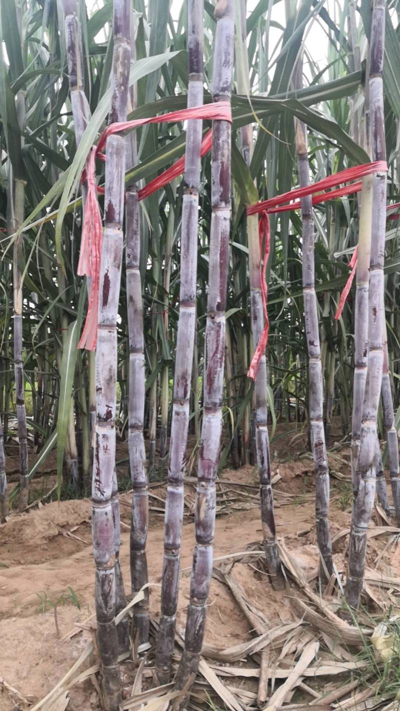 黄金、黑皮、紫皮。大量有货产地直发河北附近东三省