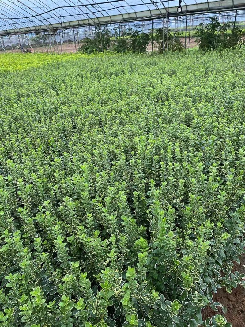 精品冬红卫矛。优质冬红卫矛