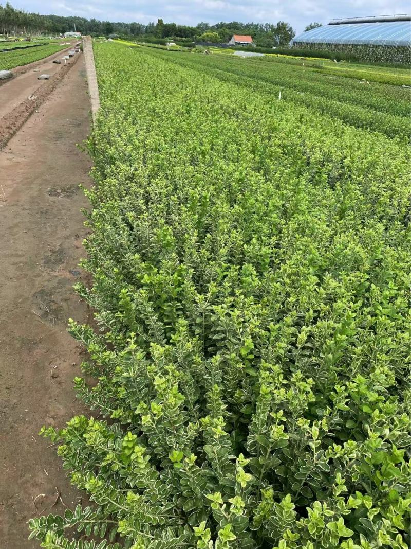 精品冬红卫矛。优质冬红卫矛