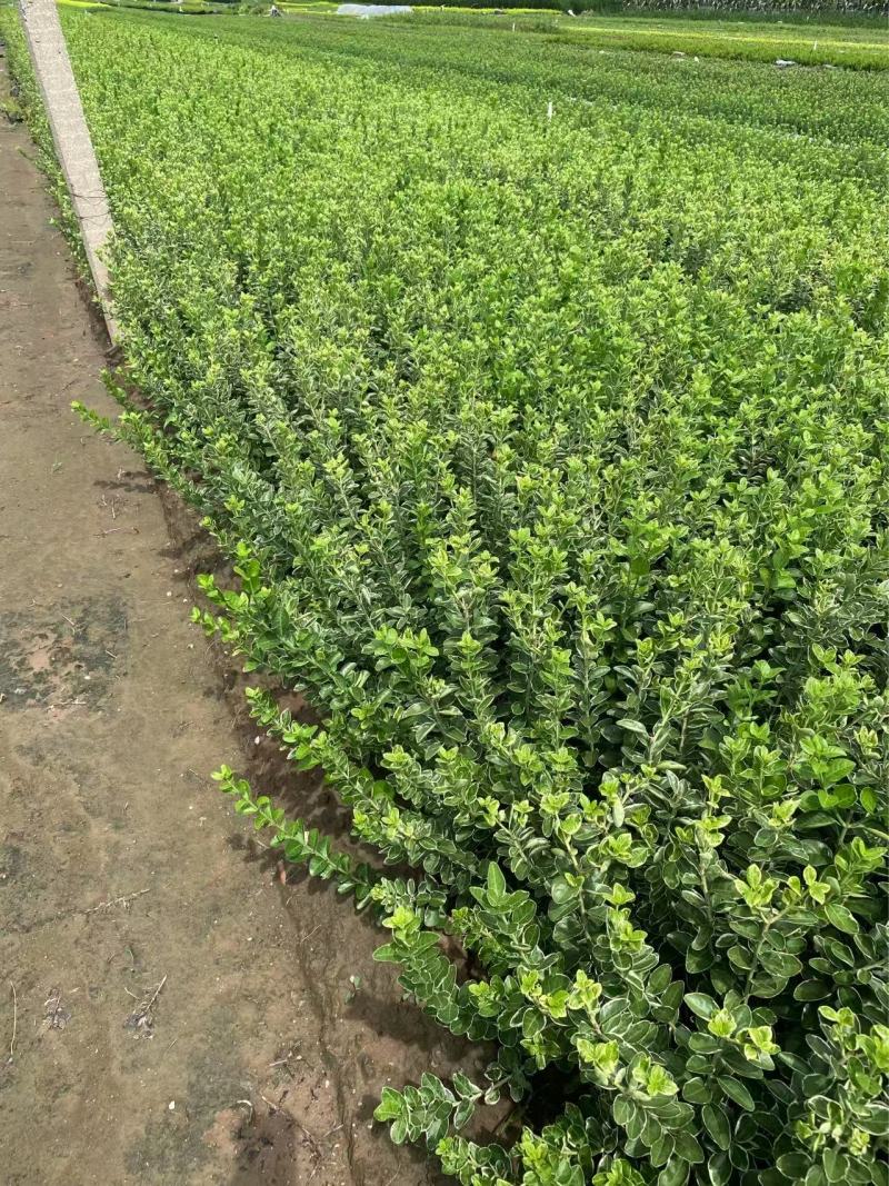 精品冬红卫矛。优质冬红卫矛