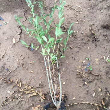 精品紫叶水蜡优质紫叶水腊紫叶水蜡