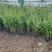 精品紫叶水蜡优质紫叶水腊紫叶水蜡