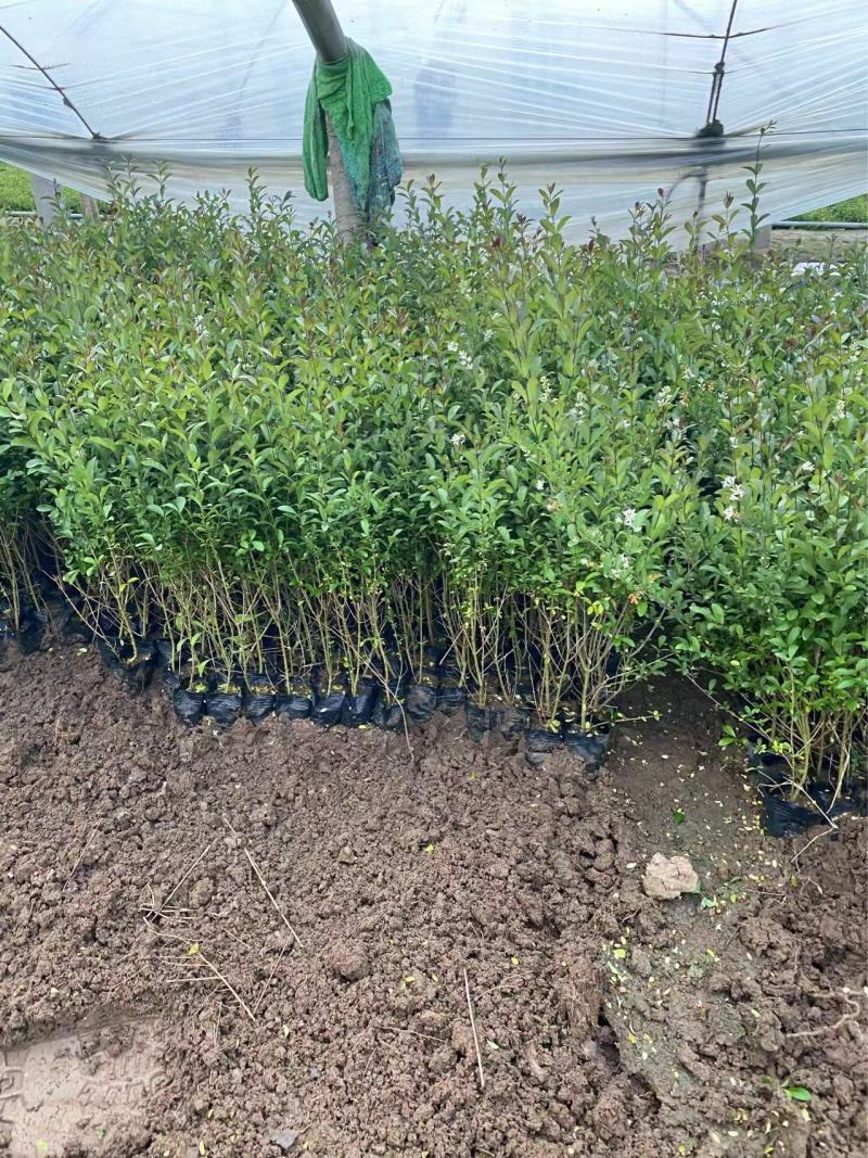精品紫叶水蜡优质紫叶水腊紫叶水蜡