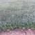 精品紫叶水蜡优质紫叶水腊紫叶水蜡
