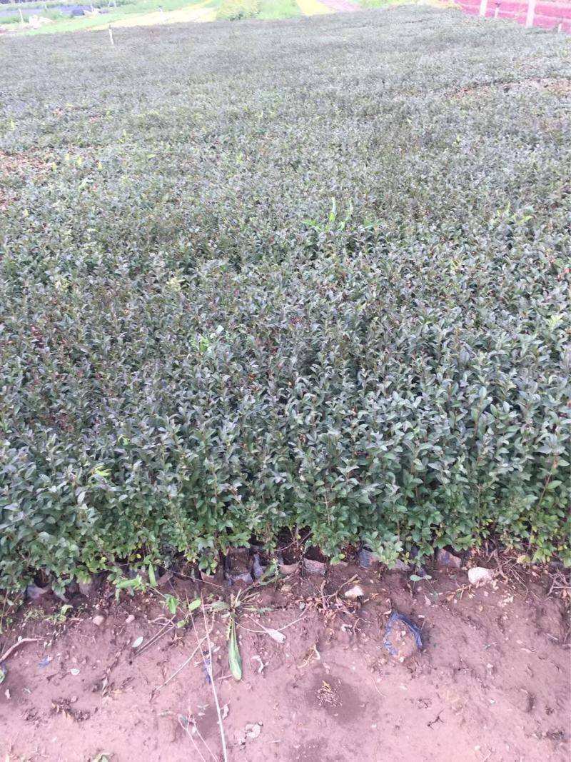 精品紫叶水蜡优质紫叶水腊紫叶水蜡