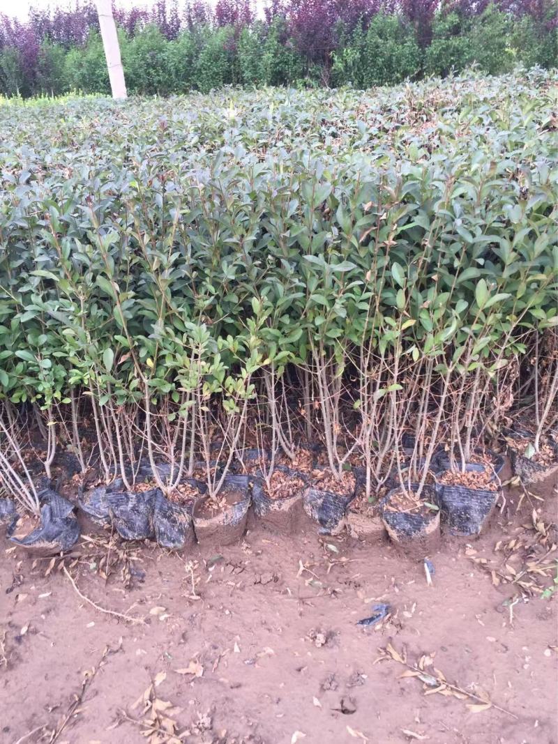 精品紫叶水蜡优质紫叶水腊紫叶水蜡