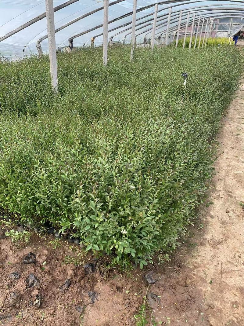 精品紫叶水蜡优质紫叶水腊紫叶水蜡