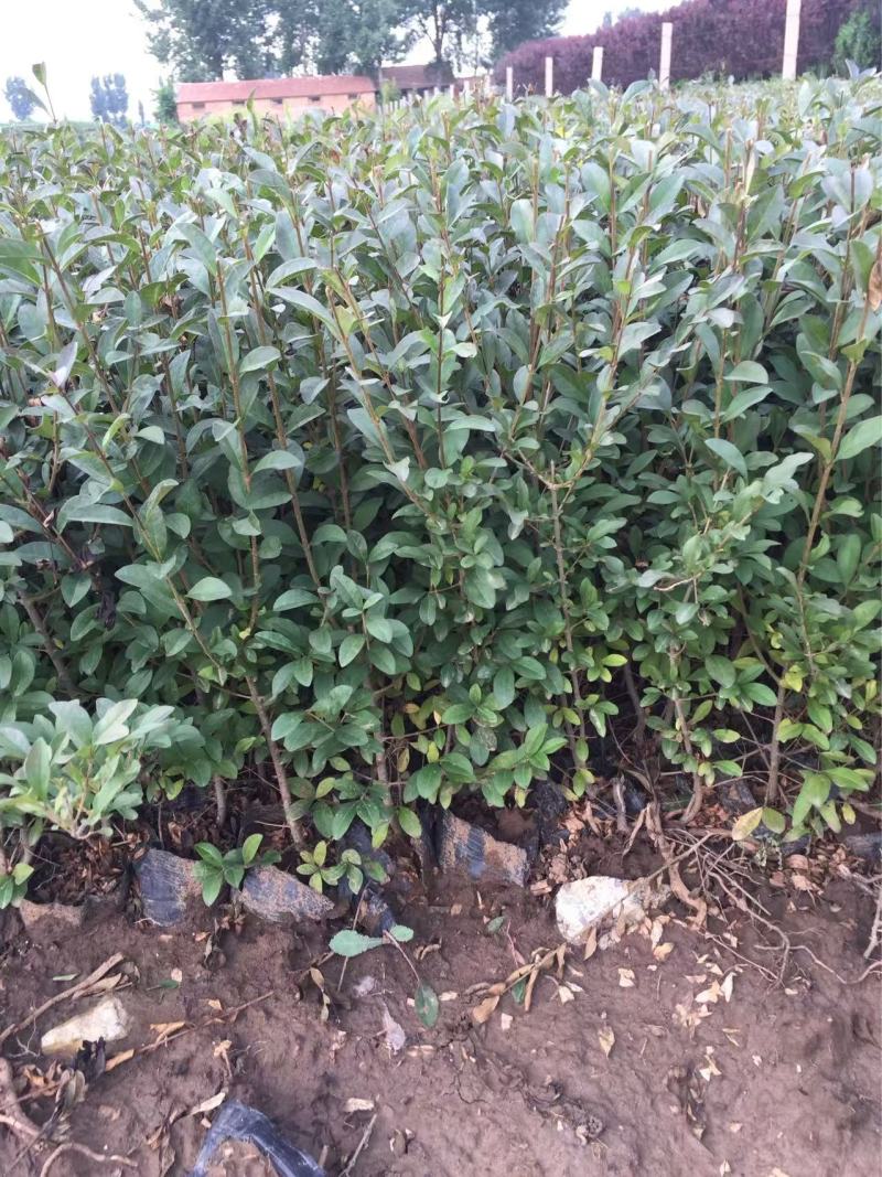 精品紫叶水蜡优质紫叶水腊紫叶水蜡