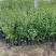 精品紫叶水蜡优质紫叶水腊紫叶水蜡