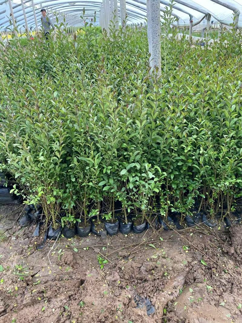 精品紫叶水蜡优质紫叶水腊紫叶水蜡