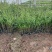 精品紫叶水蜡优质紫叶水腊紫叶水蜡