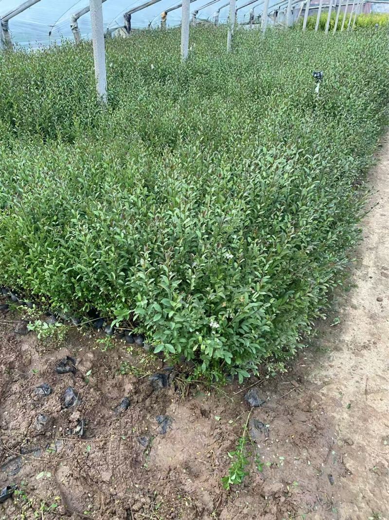 精品紫叶水蜡优质紫叶水腊紫叶水蜡