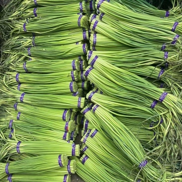 红帽蒜苔，大张蒜苔，大张苔，大张红帽蒜苔，河南蒜苔，蒜苔