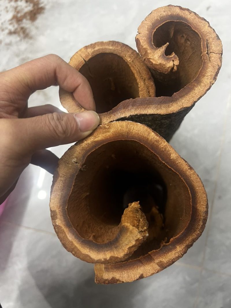 广西百年油桂，超厚的紫油桂，味道非常浓郁，上品中药厚度1厘米