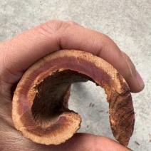 广西百年油桂，超厚的紫油桂，味道非常浓郁，上品中药厚度1厘米