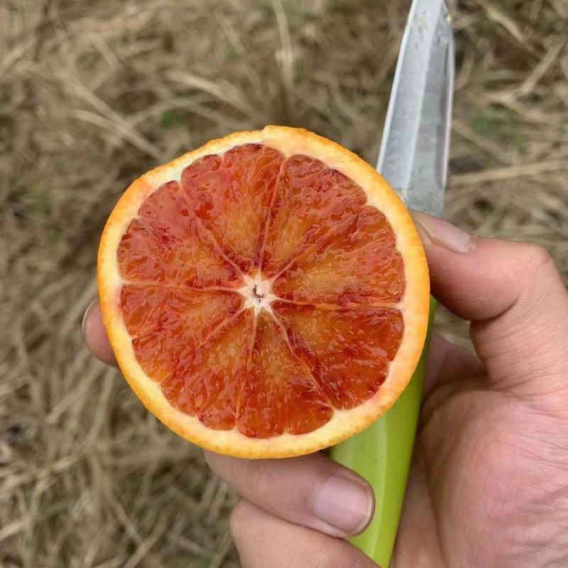 血橙