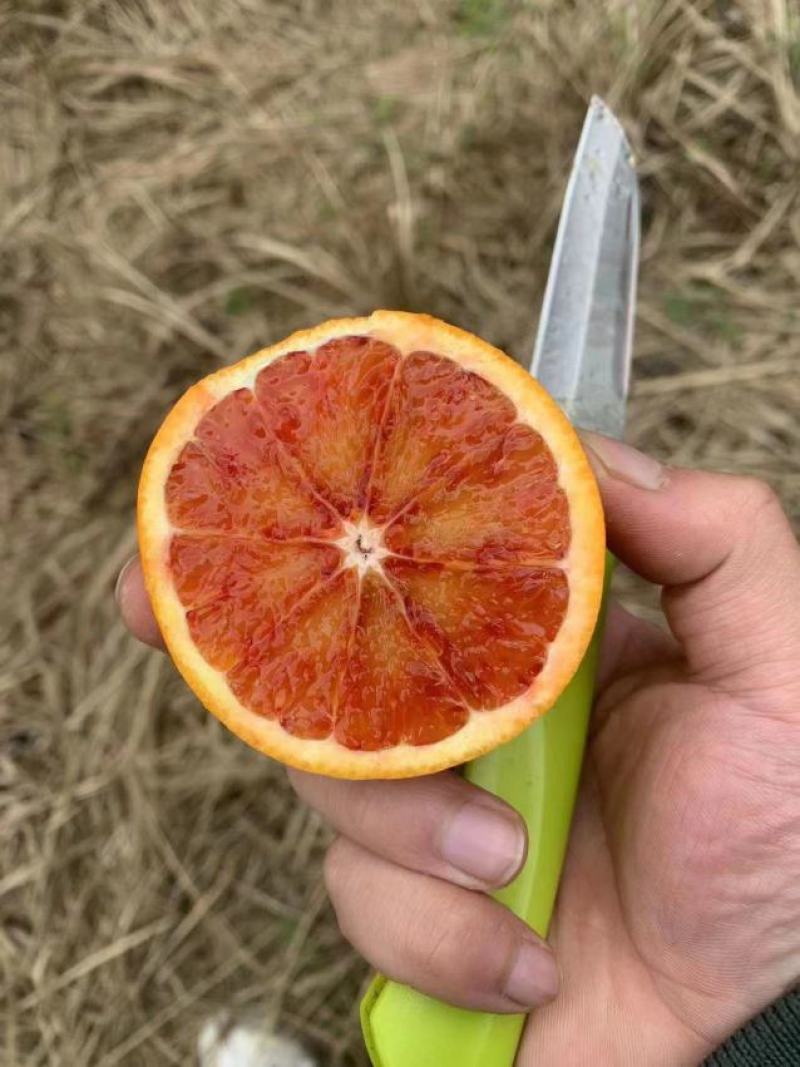 血橙
