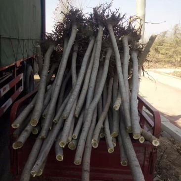 精品火炬树优质火炬树
