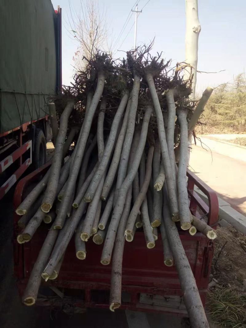 精品火炬树优质火炬树