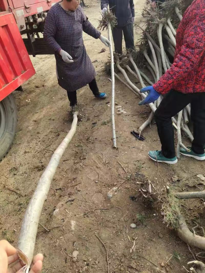 精品火炬树优质火炬树