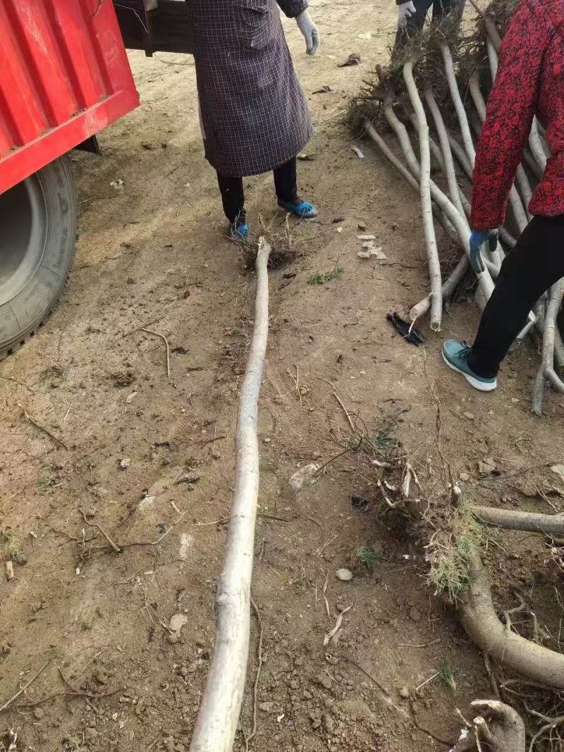 精品火炬树优质火炬树