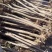 精品火炬树优质火炬树