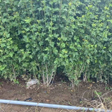 精品木槿优质木槿木槿