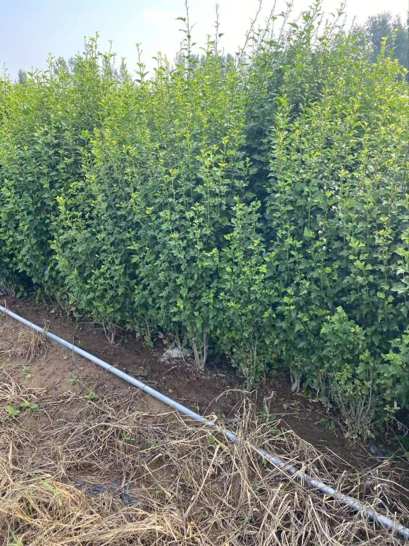精品木槿优质木槿木槿