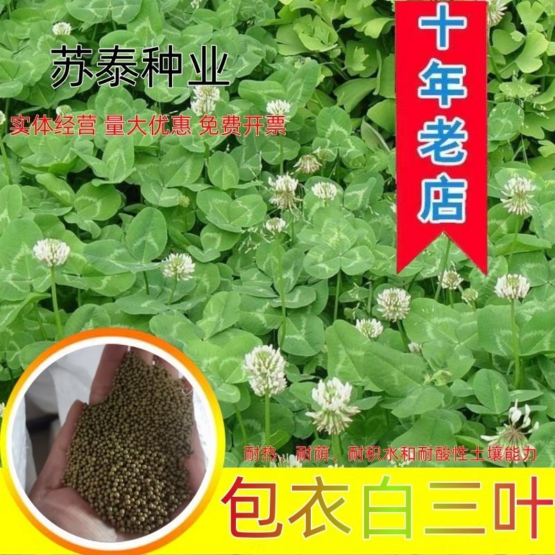 包衣白三叶种子白车轴草种籽绿化草籽种草籽果园草种四季种子